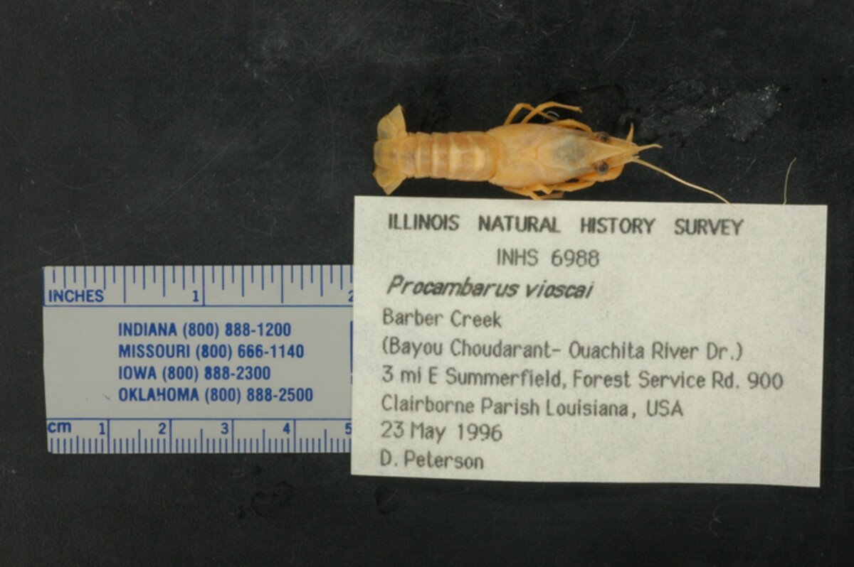 Procambarus vioscai image